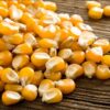 maize seed